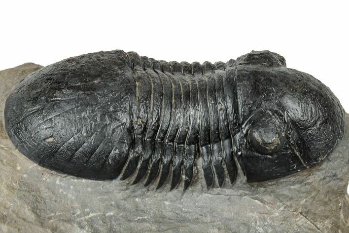 Bargain, Paralejurus Trilobite Fossil - Atchana, Morocco #310577